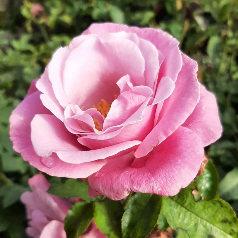 Rose Ibridi di Tea - Rosa - Barbra Streisand™ - Produzione e vendita on line di rose da giardino