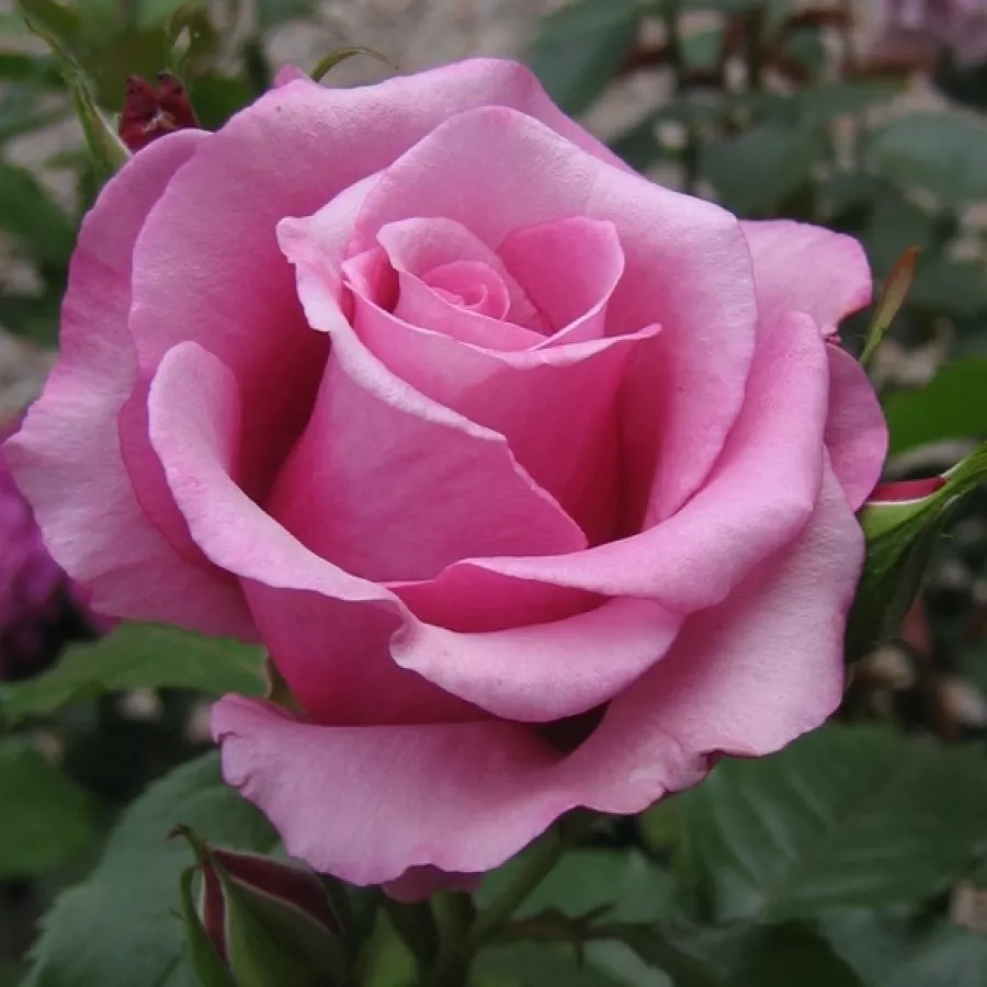 Rosa - Rosa - Barbra Streisand™ - Produzione e vendita on line di rose da giardino
