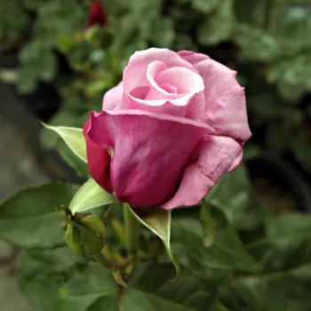 Rosa Barbra Streisand™ - rózsaszín - teahibrid rózsa