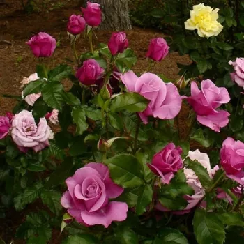 Rózsaszín - lila árnyalat - teahibrid rózsa - intenzív illatú rózsa - damaszkuszi aromájú