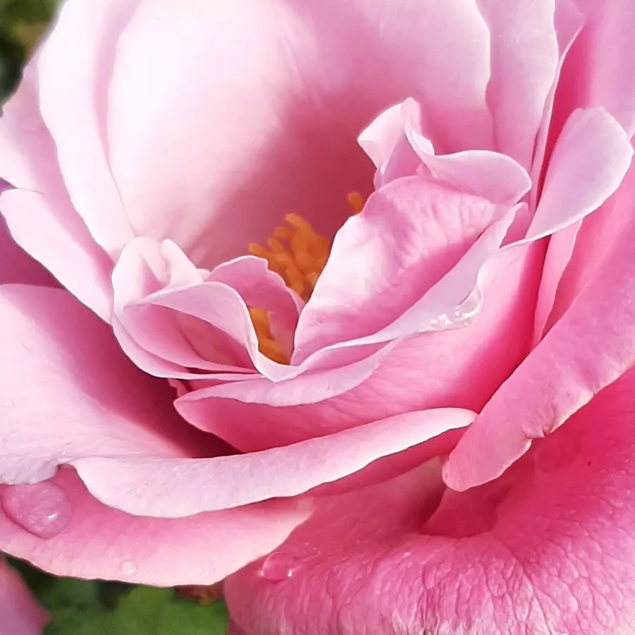 Hybrid Tea - Rosa - Barbra Streisand™ - Produzione e vendita on line di rose da giardino
