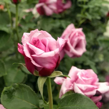 Rosa con tonos morado - árbol de rosas híbrido de té – rosal de pie alto - rosa de fragancia intensa - damasco