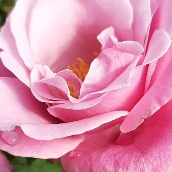 Rosa Barbra Streisand™ - trandafir cu parfum intens - Trandafir copac cu trunchi înalt - cu flori teahibrid - roz - Tom Carruth - coroană dreaptă - ,-