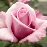 čajohybrid - intenzívna vôňa ruží - damascus - ružová - Rosa Barbra Streisand™