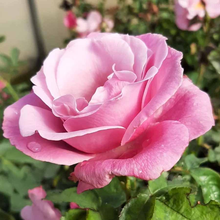  - Roza - Barbra Streisand™ - vrtnice online