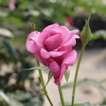 Poзa Шартрёз де Парм - розовая - Чайно-гибридные розы