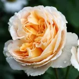 Róża nostalgiczna - róża o dyskretnym zapachu - zapach mango - sadzonki róż sklep internetowy - online - Rosa Dany Hahn - żółty
