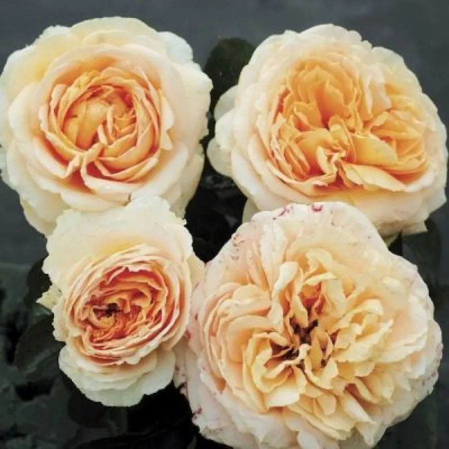 Nostalgische rose - Rosen - Dany Hahn - rosen online kaufen
