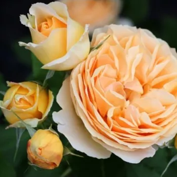 Rosa Dany Hahn - gelb - nostalgische rose