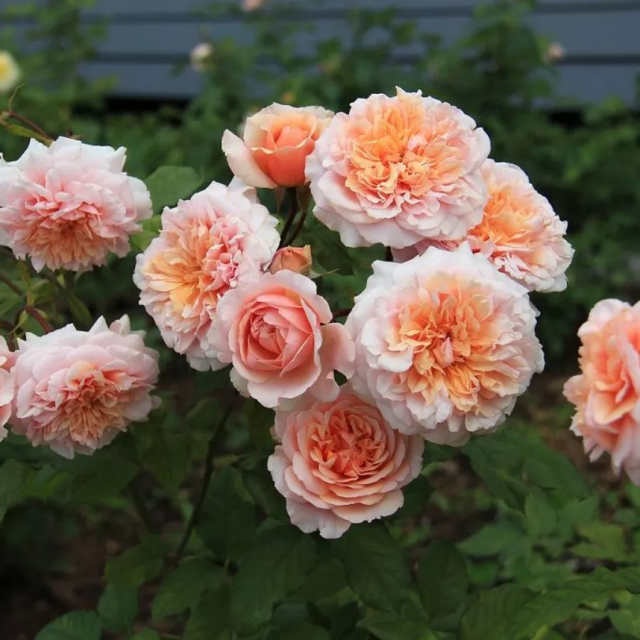 Bukietowe - Róża - Dany Hahn - sadzonki róż sklep internetowy - online