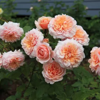 Pfirsich - nostalgische rose - rose mit diskretem duft - mangoaroma