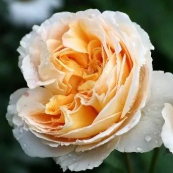 Krzewy róż sprzedam - żółty - róża nostalgiczna - róża o dyskretnym zapachu - zapach mango - Dany Hahn - (120-150 cm)