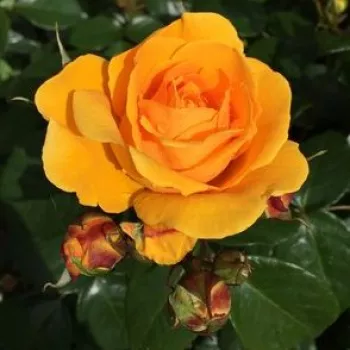 FRIENDSHIP FOREVER – aranysárga virágágyi floribunda rózsa - Eskelund