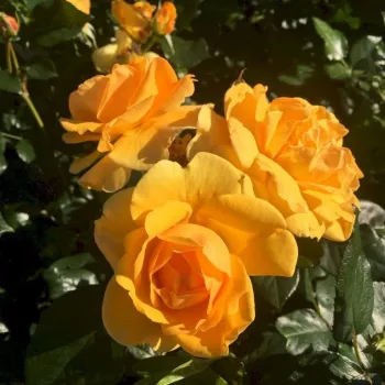 Meleg, telt aranysárga árnyalat enyhe bronzos beütéssel. A szín napfényben ragyogó, árnyékban mélyebb hatású. - virágágyi floribunda rózsa - nagyon gyenge, alig érezhető illatú rózsa - finom, diszkrét rózsás karakterű