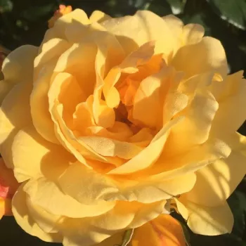 Online rózsa kertészet - aranysárga - nagyon gyenge, alig érezhető illatú rózsa - Friendship Forever - virágágyi floribunda rózsa - (60-85 cm)