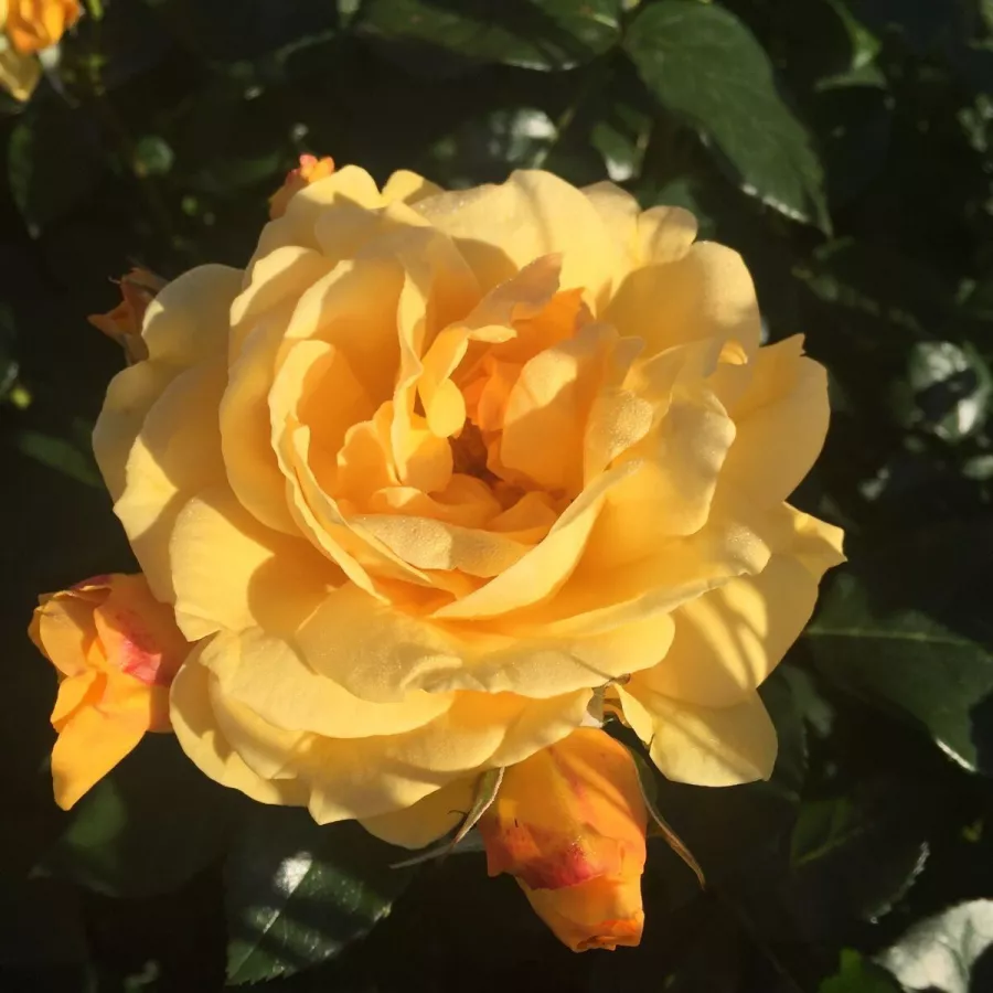 Virágágyi floribunda rózsa - Rózsa - Friendship Forever - online rózsa vásárlás