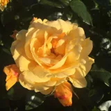 Sárga - virágágyi floribunda rózsa - -- - -- - Rosa Friendship Forever - Online rózsa rendelés