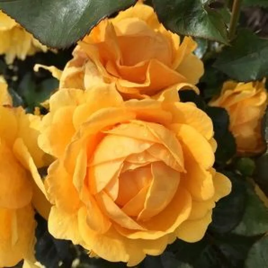 Vrtnica floribunda za cvetlično gredo - Roza - Friendship Forever - vrtnice - proizvodnja in spletna prodaja sadik
