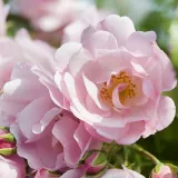 Rózsaszín - talajtakaró rózsa - Online rózsa vásárlás - Rosa Noamel - diszkrét illatú rózsa - eper aromájú