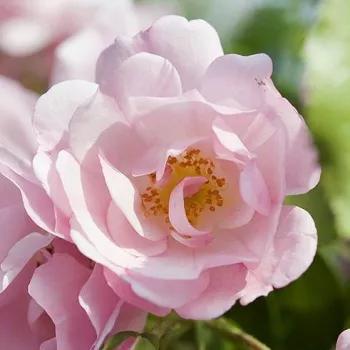 Rózsa kertészet - rózsaszín - talajtakaró rózsa - Noamel - diszkrét illatú rózsa - eper aromájú - (30-80 cm)