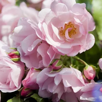Rosa Noamel - rózsaszín - talajtakaró rózsa