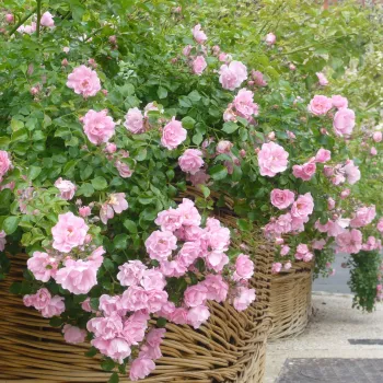 Rosa claro - árbol de rosas miniatura - rosal de pie alto - rosa de fragancia discreta - fresa