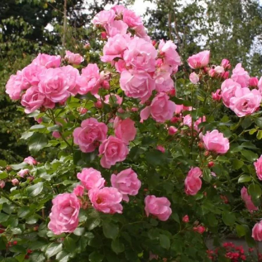 Róża okrywowa - Róża - Noamel - róże sklep internetowy