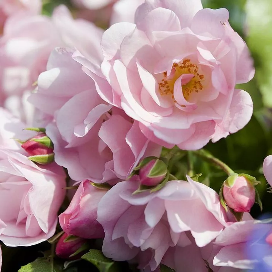 Rosa de fragancia discreta - Rosa - Noamel - comprar rosales online
