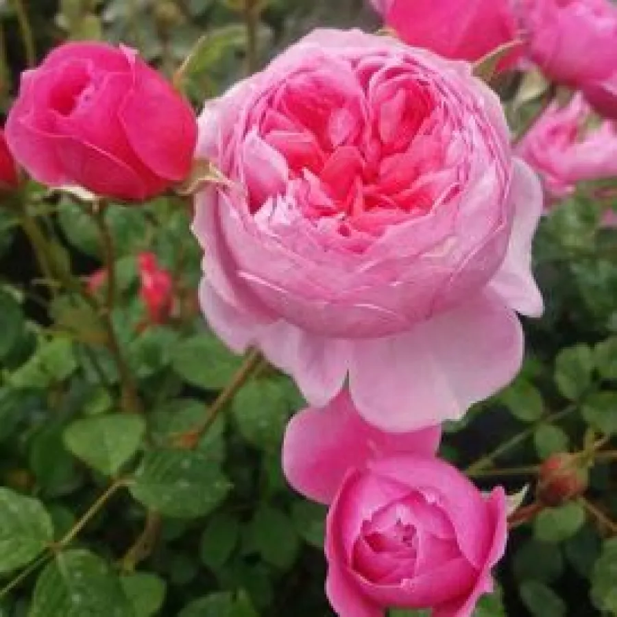 Różowy - Róża - Parc de la Belle - róże sklep internetowy
