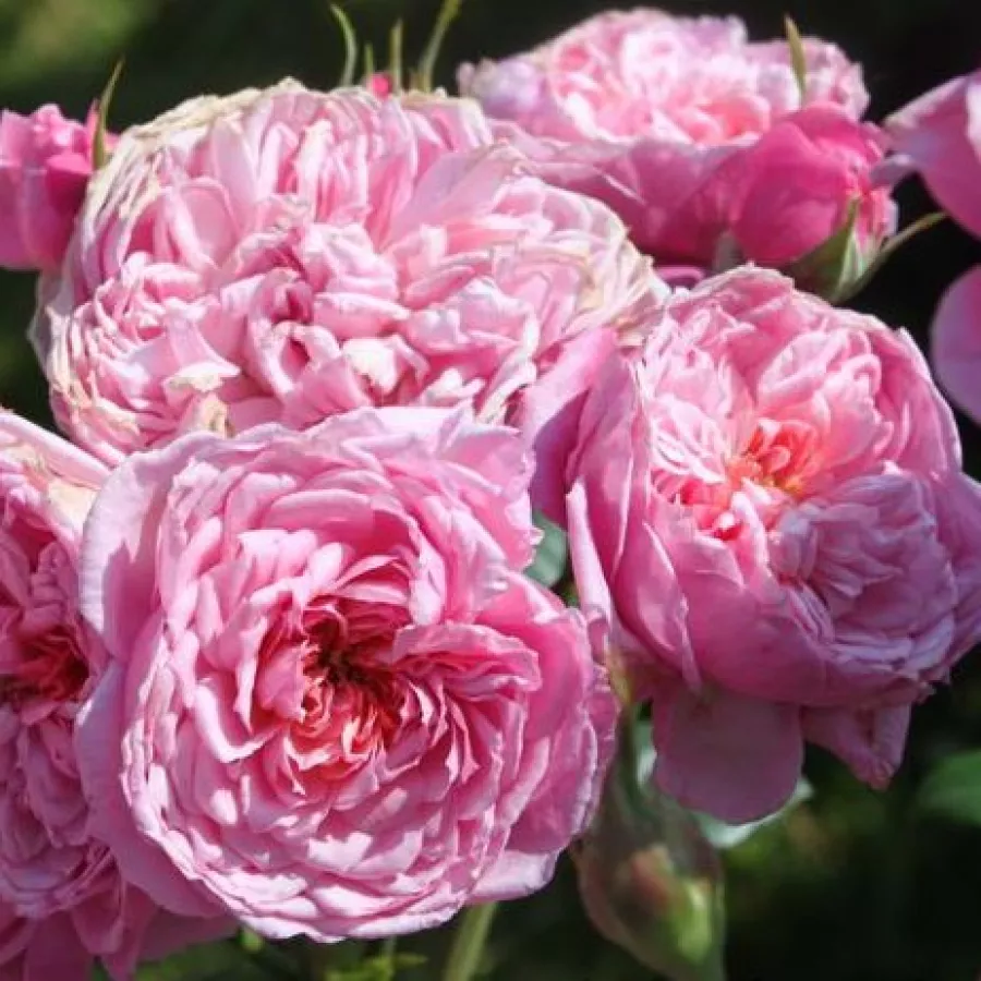Climber, vrtnica vzpenjalka - Roza - Parc de la Belle - vrtnice - proizvodnja in spletna prodaja sadik