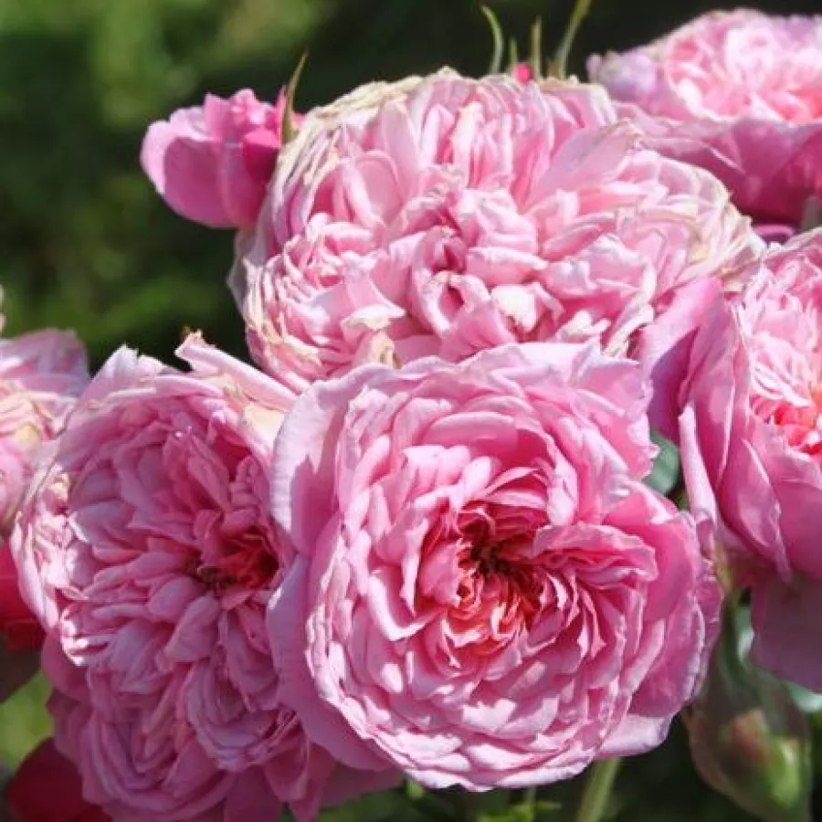 Tömvetelt virágú - Rózsa - Parc de la Belle - online rózsa vásárlás