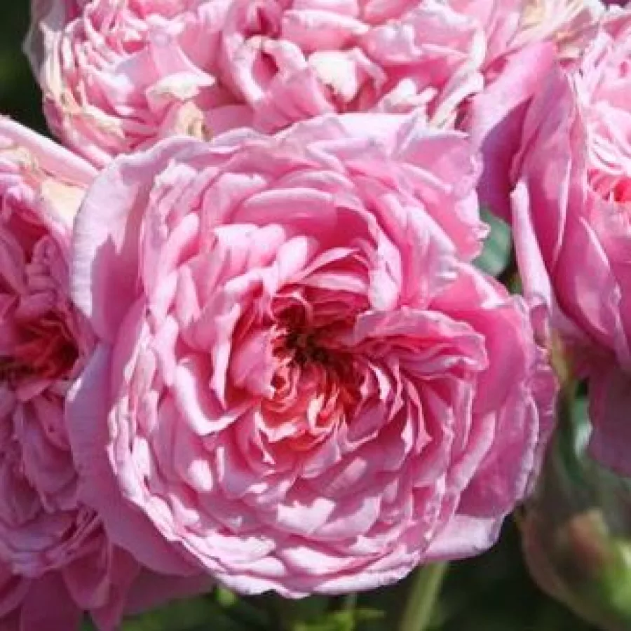 Rozettás - Rózsa - Parc de la Belle - online rózsa vásárlás