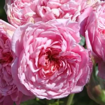 Online rózsa vásárlás -  - rózsaszín - climber, futó rózsa - közepesen intenzív illatú rózsa - Parc de la Belle - (150-200 cm)