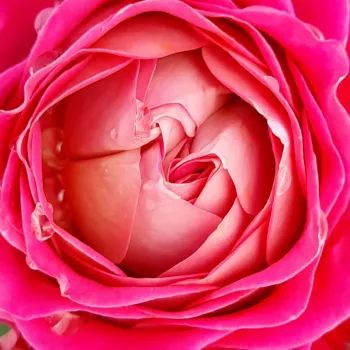 Online rózsa kertészet - rózsaszín - narancssárga - nosztalgia rózsa - Centenaire de l'Haÿ-les-roses - intenzív illatú rózsa - gyöngyvirág aromájú - (100-120 cm)