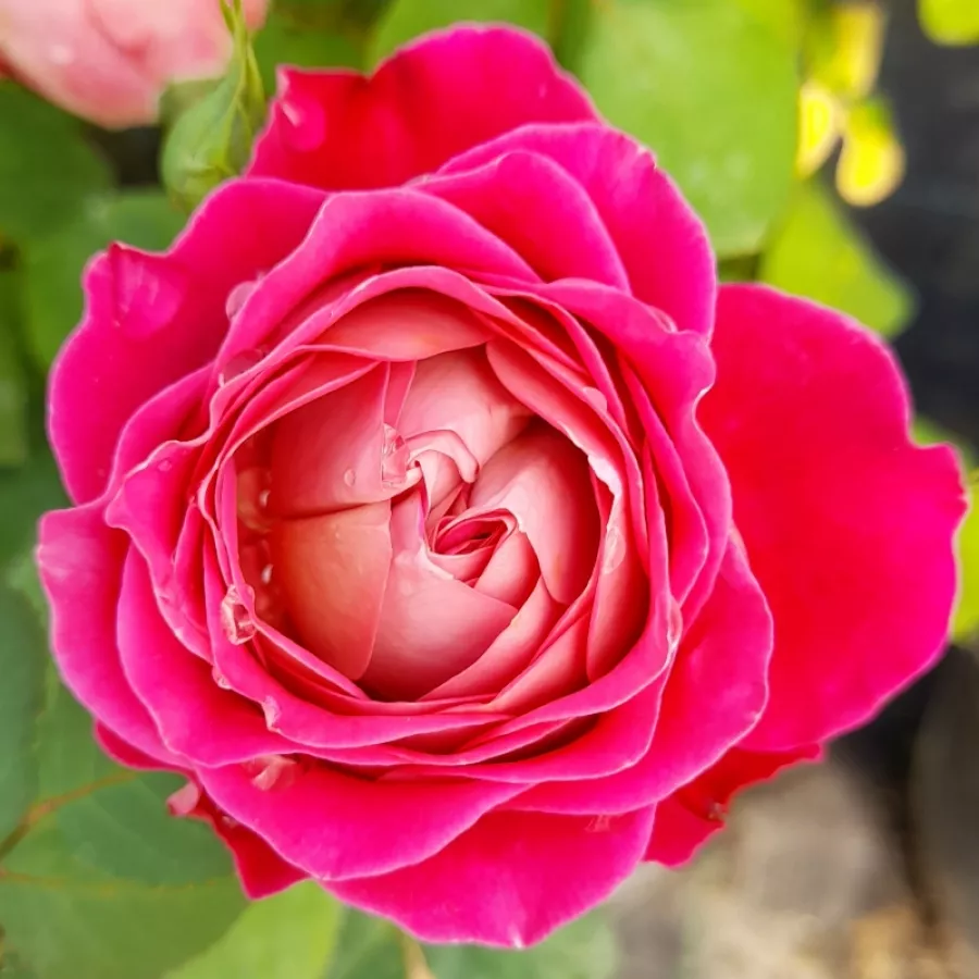Nosztalgia rózsa - Rózsa - Centenaire de l'Haÿ-les-roses - Online rózsa rendelés
