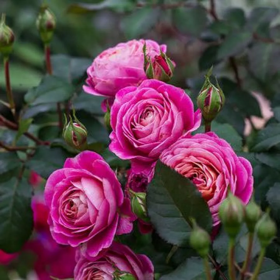 Rózsaszín - narancssárga - Rózsa - Centenaire de l'Haÿ-les-roses - Online rózsa rendelés