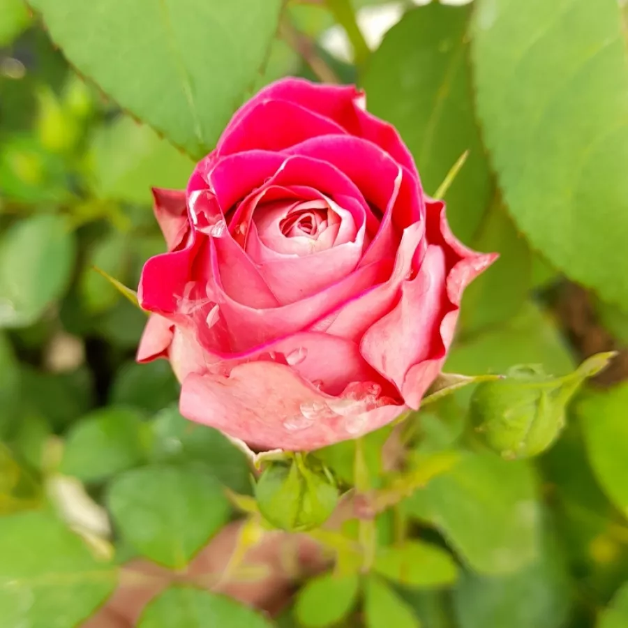 Intenzív illatú rózsa - Rózsa - Centenaire de l'Haÿ-les-roses - Online rózsa rendelés