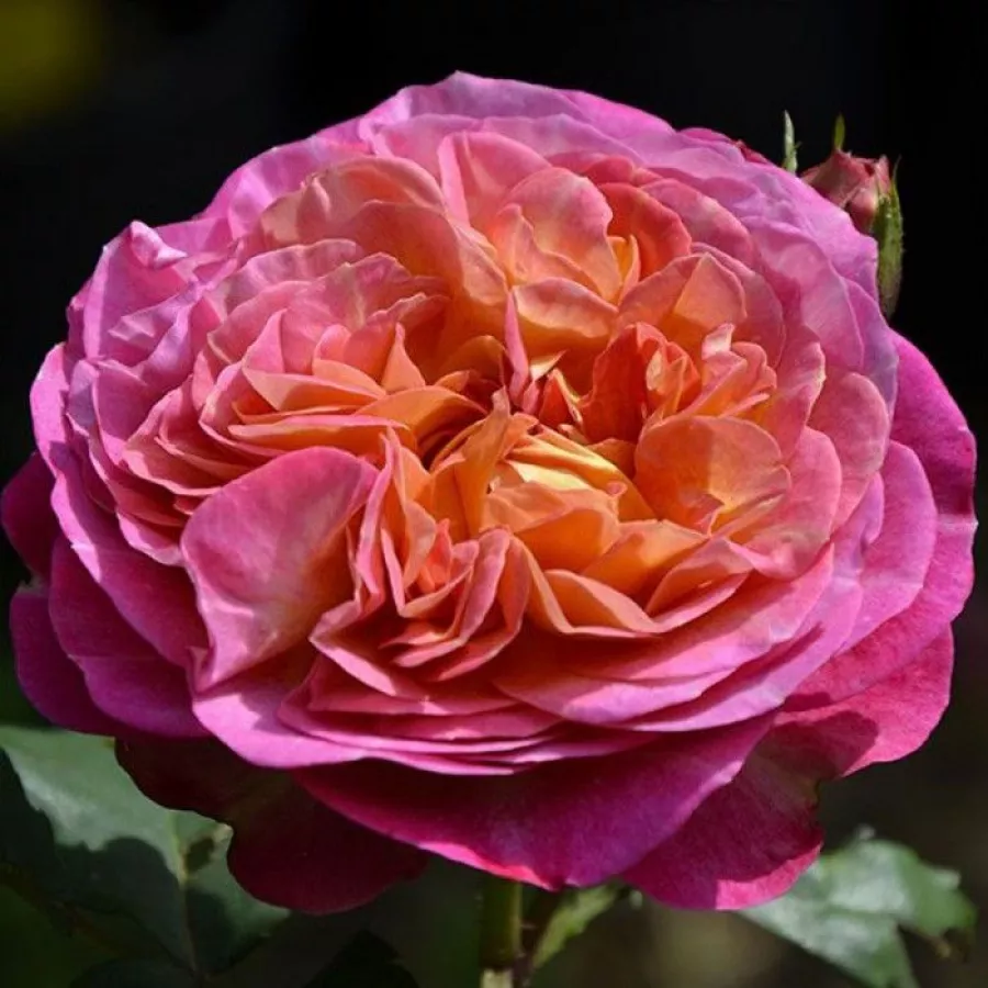 Rózsaszín - narancssárga - Rózsa - Centenaire de l'Haÿ-les-roses - Kertészeti webáruház
