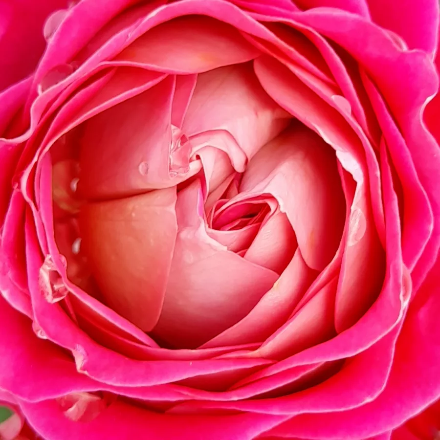 En grupo - Rosa - Centenaire de l'Haÿ-les-roses - rosal de pie alto