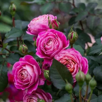 Rózsaszín sziromszél - narancssárga szirombelső - nosztalgia rózsa - intenzív illatú rózsa - gyöngyvirág aromájú