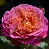 Rosales nostalgicos - rosa naranja - Rosa Centenaire de l'Haÿ-les-roses - rosa de fragancia intensa - lirio de los valles