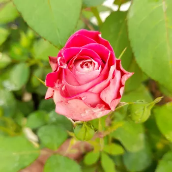 Rosa Centenaire de l'Haÿ-les-roses - rosa naranja - rosales nostalgicos