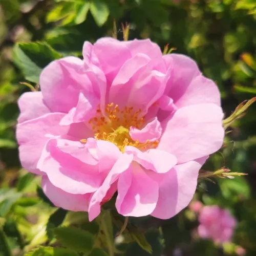 Rosa canina Abbotswood