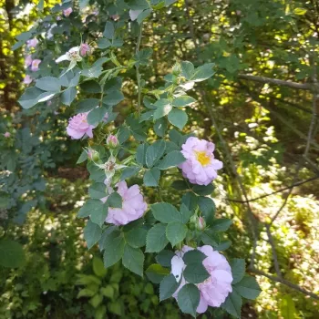 ROSA CANINA ABBOTSWOOD – rózsaszín tájépítészeti bokorrózsa - Fred Tustin