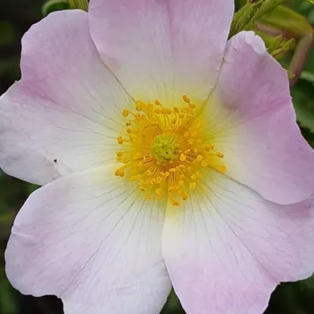 Rózsák webáruháza. - rózsaszín - közepes erősségű, kellemes illatú rózsa - Rosa canina Abbotswood - tájépítészeti bokorrózsa - (200–250 cm)