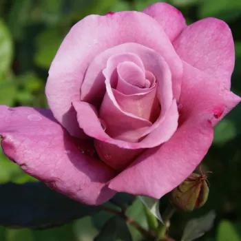 MAUVE MELODEE – malvenfarbene Teehybride‑Rose - Raffel