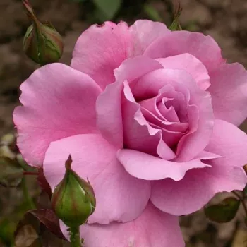 Reiches, kühles malvenlila mit feiner veilchenfarbener Nuance. - teehybride rose - stark, charaktervoll duftende rose - süßlich, fruchtig