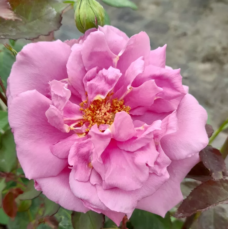 Umiarkowanie pachnąca róża - Róża - Mauve Melodee - sadzonki róż sklep internetowy - online