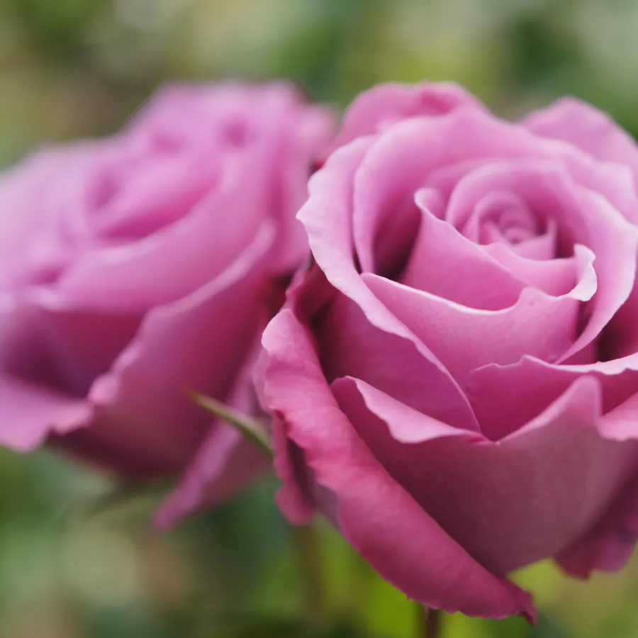 Hybrydowa róża herbaciana - Róża - Mauve Melodee - sadzonki róż sklep internetowy - online