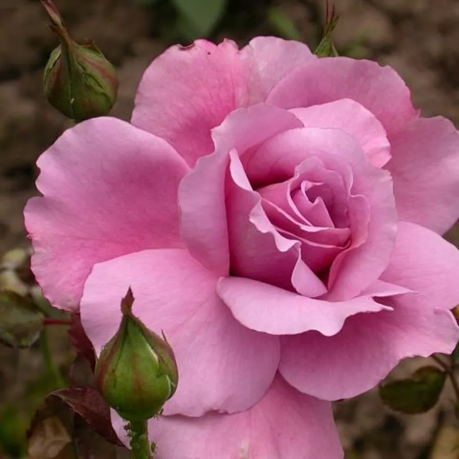 Telt virágú - Rózsa - Mauve Melodee - online rózsa vásárlás